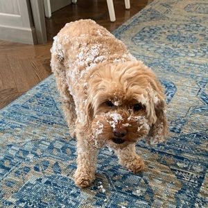 Meet your Posher, Tina